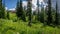 Mountain Biker coming Down through the Meadow with Alpine Flowers