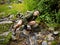 Mountain Biker drinking from a stream