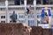 Mountain biker makes a stunt in front of Lenin monument