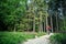 Mountain biker riding cycling in summer forest