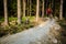 Mountain biker riding cycling in summer forest