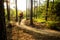 Mountain biker riding cycling in summer forest