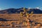 Mountain biker streaks past a Joshua Tree