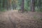 Mountain bikes parked in the woods on a trail at sunrise