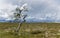 Mountain birch standing strong