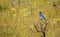 Mountain Blue Bird perched on a bush