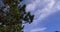 Mountain blue sky pine tree wind move close up 4k