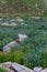 Mountain Bluebells Carpet the Valley Floor in Grand Teton