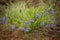 Mountain Bluebells Mertensia ciliata