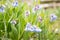 Mountain Bluebells Mertensia ciliata Detail