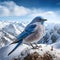 Mountain Bluebird