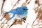 Mountain Bluebird