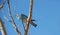 Mountain bluebird