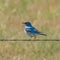 Mountain Bluebird on Barbed-Wire Fence