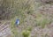 Mountain Bluebird Bird Standing in Desert Brush