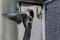 Mountain Bluebird Clinging to its Weathered Wooden Nesting Box