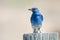 Mountain Bluebird Displaying Its Catch While Perched atop a Weathered Wooden Post