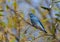 A Mountain Bluebird Eating a Berry