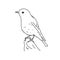 Mountain bluebird illustration vector.Line art bird