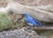Mountain Bluebird male sialia currucoides