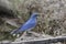 Mountain Bluebird male sialia currucoides