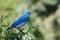 Mountain Bluebird Perched in a Tree