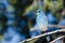 Mountain Bluebird Perched in a Tree