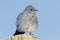 Mountain Bluebird on a post