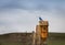 Mountain Bluebird On Rustic Wood Birdhouse