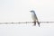 Mountain Bluebird Sialia currucoides on Barbed Wire Fence