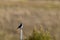 Mountain Bluebird in summer in New Mexico