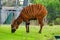 Mountain Bongo. Background with selective focus, and copy space for text