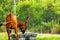 Mountain Bongo. Background with selective focus, and copy space for text