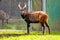 Mountain Bongo. Background with selective focus, and copy space for text