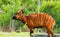 Mountain Bongo. Background with selective focus, and copy space for text