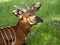 Mountain bongo, Tragelaphus eurycerus isaaci, is a large forest antelope - portrait