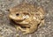 Mountain brown frog (toad)