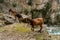 Mountain brown goats in Ruta del Cares trail nature landscape in Picos de Europa national park, Spain