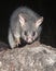 Mountain brush-tailed possums