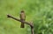 Mountain Bulbul seen at Sattal