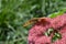 Mountain butterfly on a flower