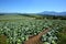 Mountain and cabbage field