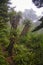 Mountain cabbage trees (Cordyline indivisa) on a misty morning in an alpine forest, New Zealand