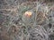 Mountain Cactus in Bloom