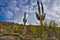 Mountain Cactus Nest