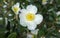 Mountain Camellia flower. evergreen plant of the family Theaceae. Camellia sinensis or Tea Bush