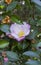 Mountain Camellia flower. evergreen plant of the family Theaceae. Camellia sinensis or Tea Bush