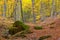 Mountain canyon covered by a dry leaves