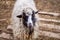 Mountain Carpathian sheep breed. Adult sheep, white with black wool, portrait. Muzzle of sheep