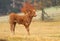 Mountain cattle calf on pasture